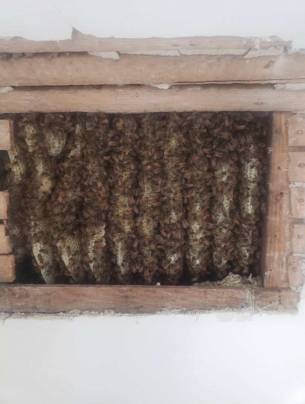 Bees in roof