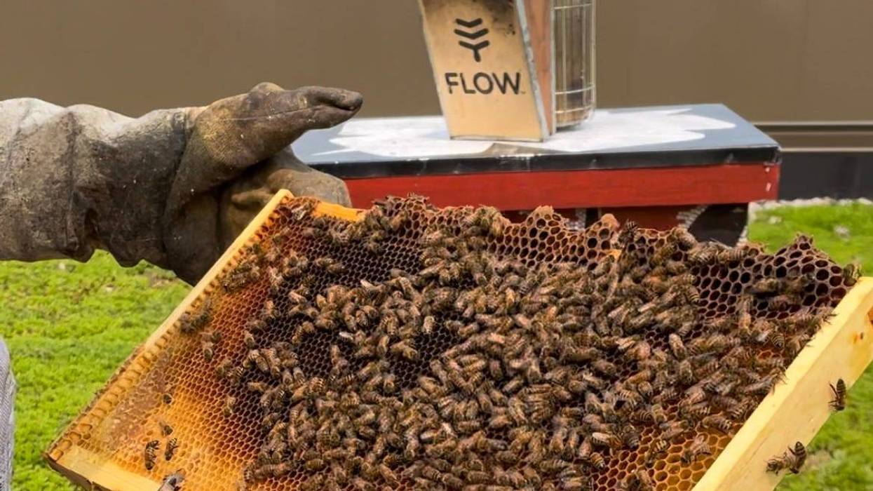 Bees in the D hive