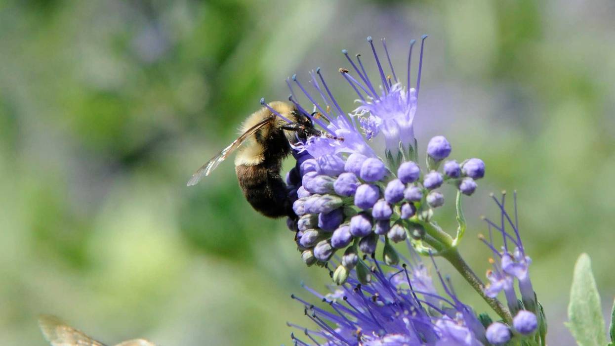bees
