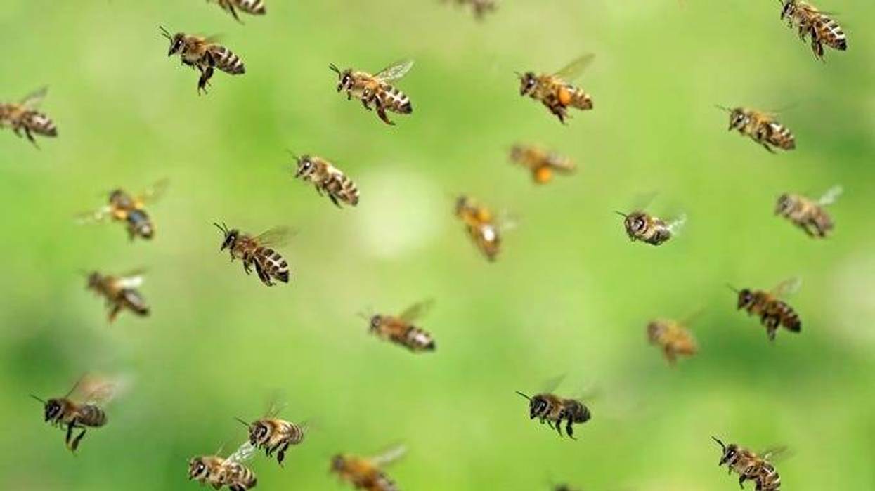 Bees