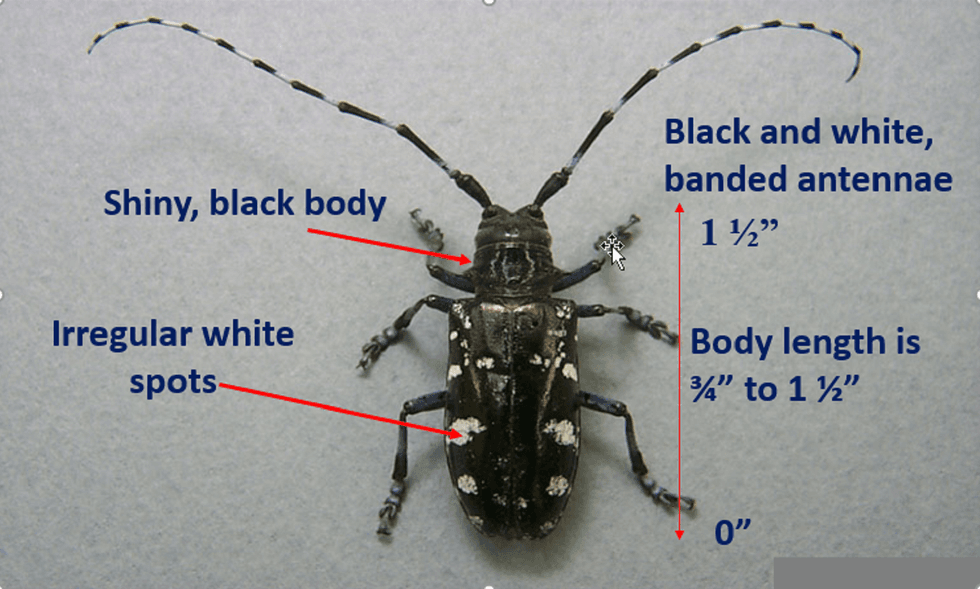 beetle ID