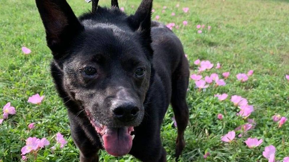 Bell@ Austin Humane Society 4/26/23