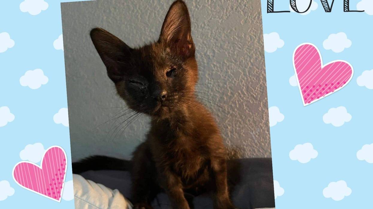 Bellatrix, a two and a half month old blind kitten up for adoption through ARE Animal Rescue in Hemet