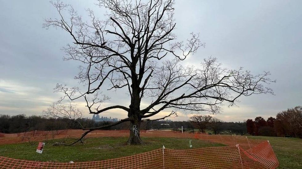 Belmont Plateau Sugar Maple