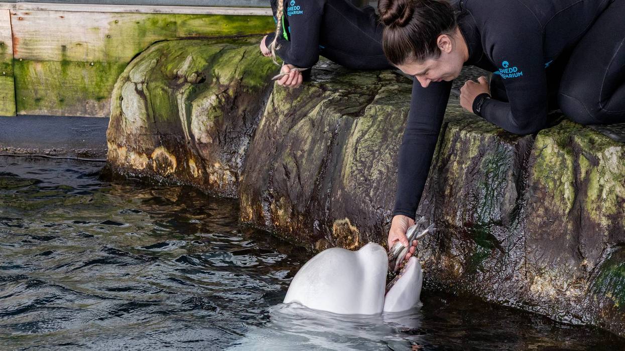 Beluga Whale Dies