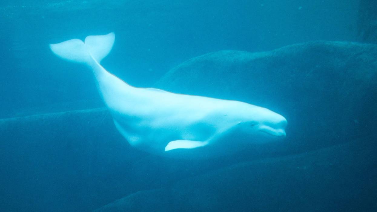 Beluga Whale