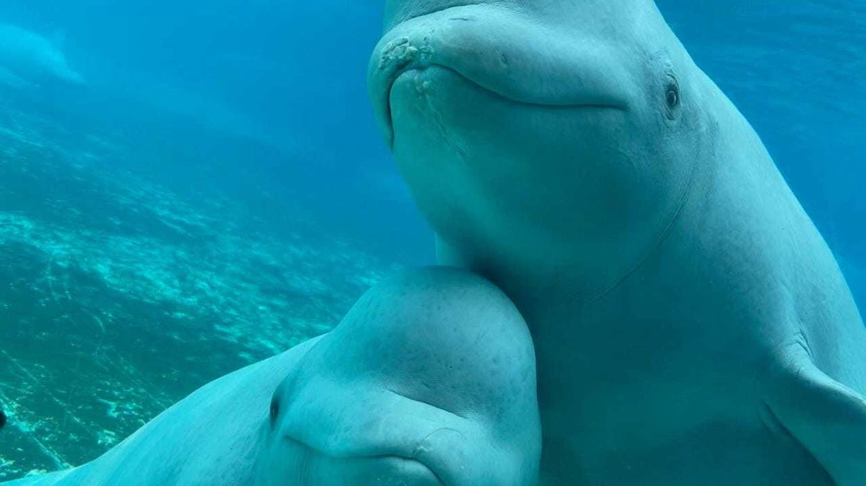 Beluga Whales