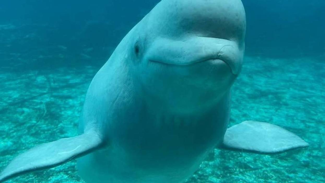 Beluga