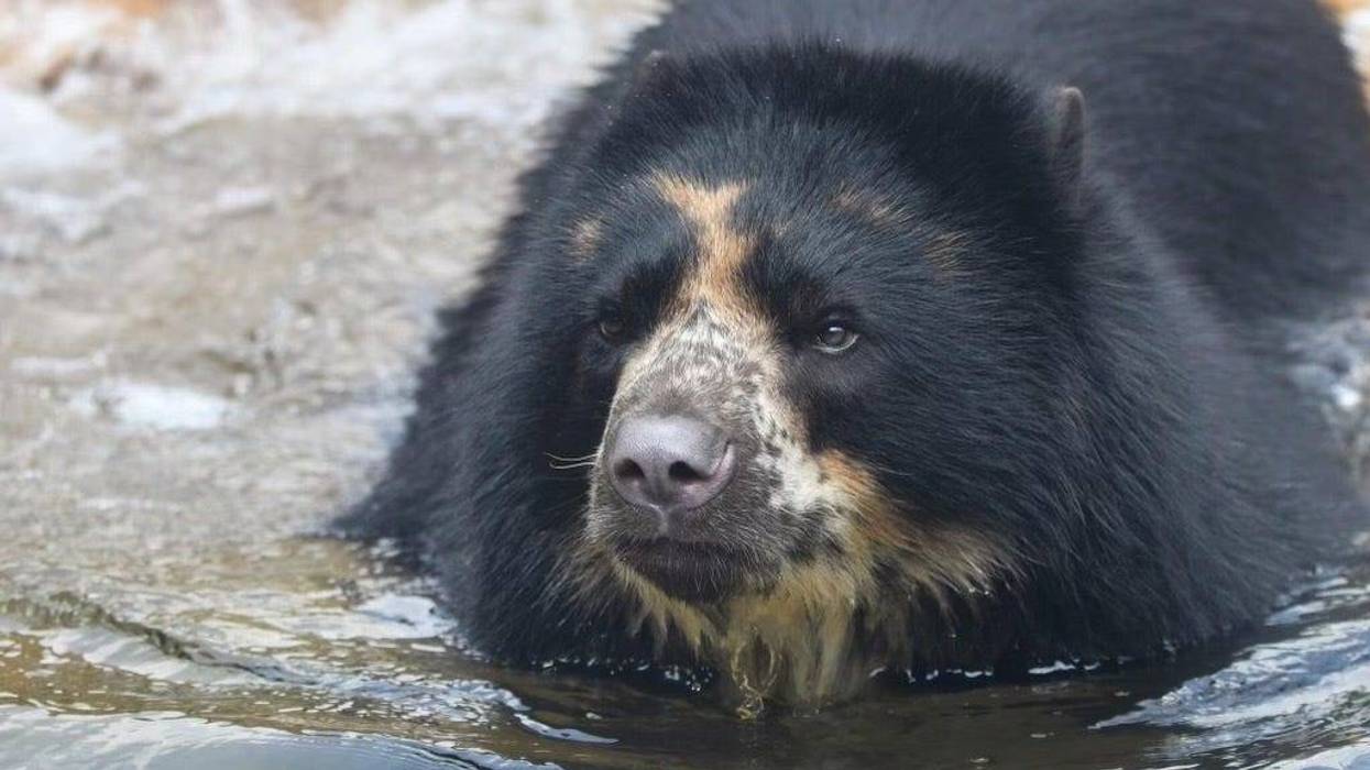 ben the andean bear going for a little swim