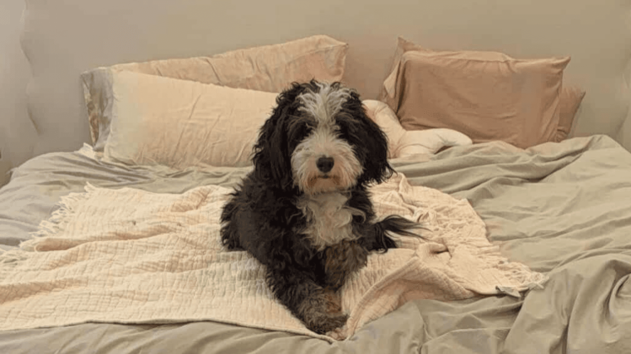 Benji resting on a blanket