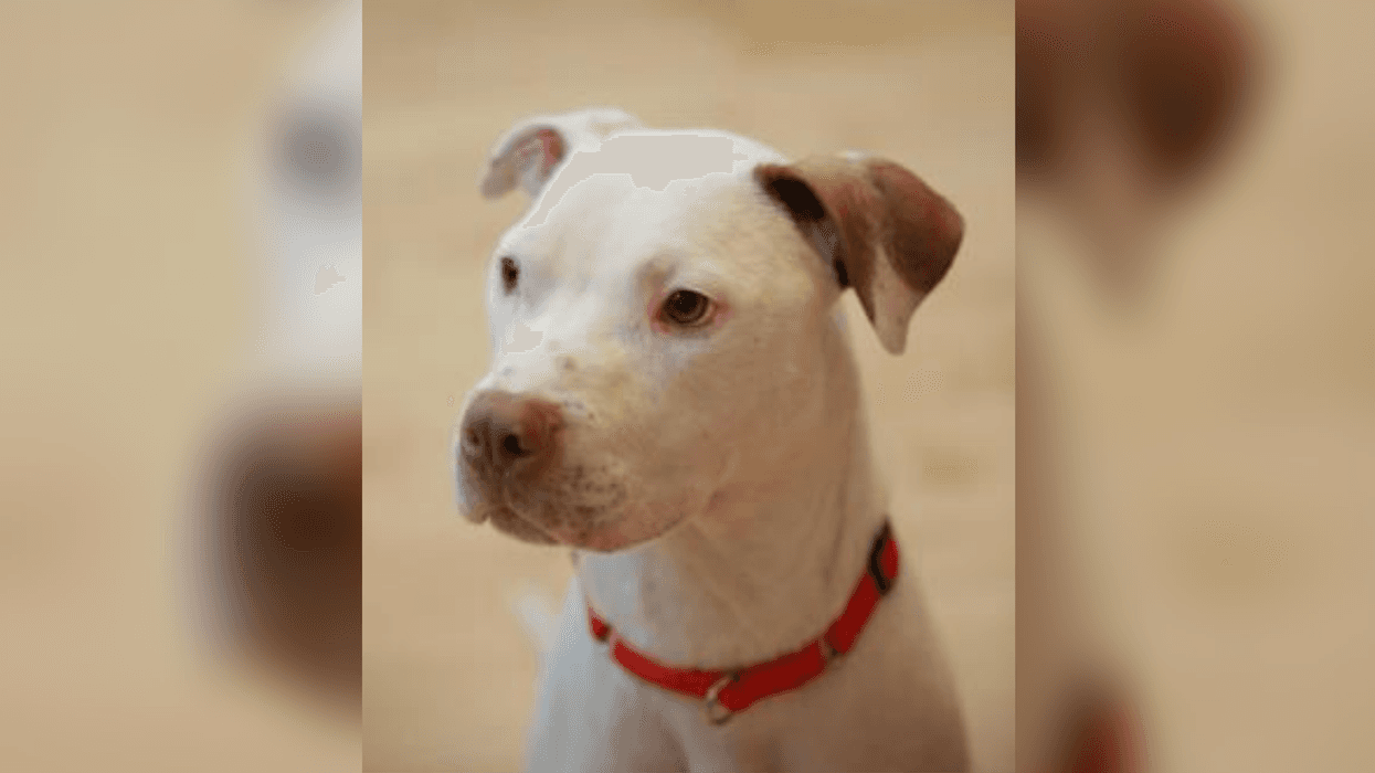 Bennett's PSPCA Pet of the Week: Pepe