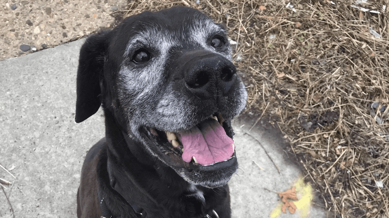 Bentley - PSPCA Pet of the Week