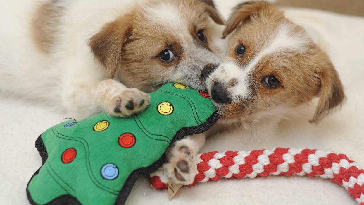 Best Friends Animal Society