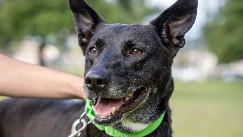 Betsy @ Austin Humane Society 11/15/23