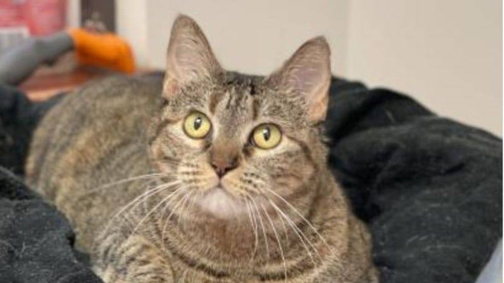 Betty - Austin Humane Society 3/02/22