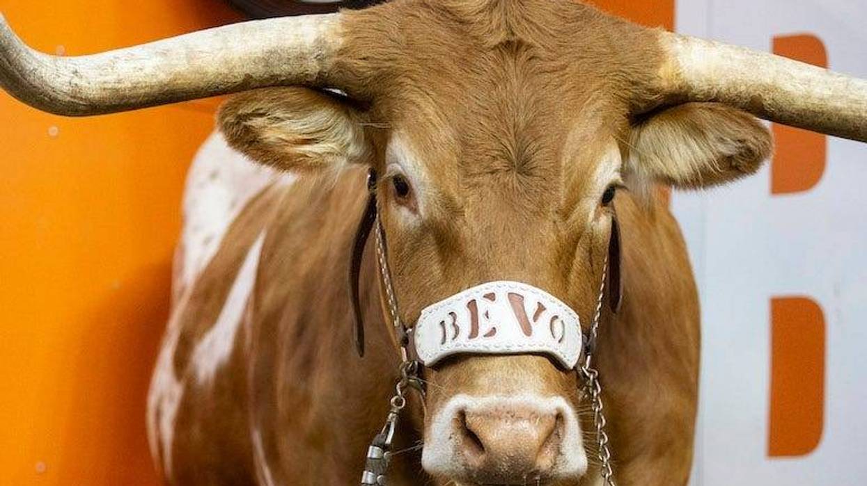 Bevo, Texas Longhorns, Mascot, 2018