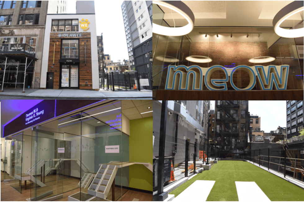 Bideawee Chelsea Shelter photos by Dana Edelson