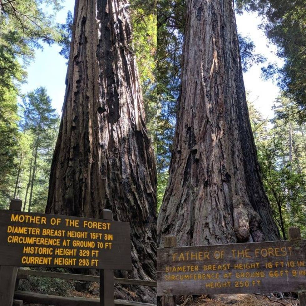 Big Basin State Park