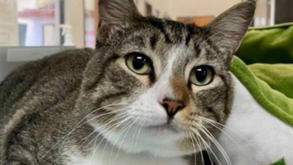 Big Boy @ Austin Humane Society 4/28/21