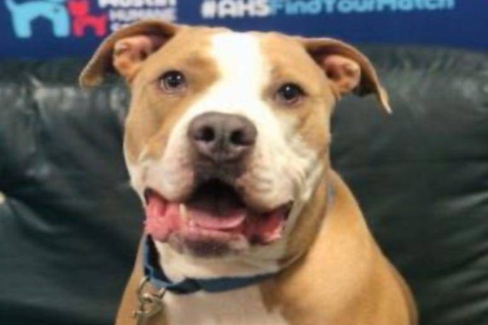 Big Poppa @ Austin Humane Society January 2021