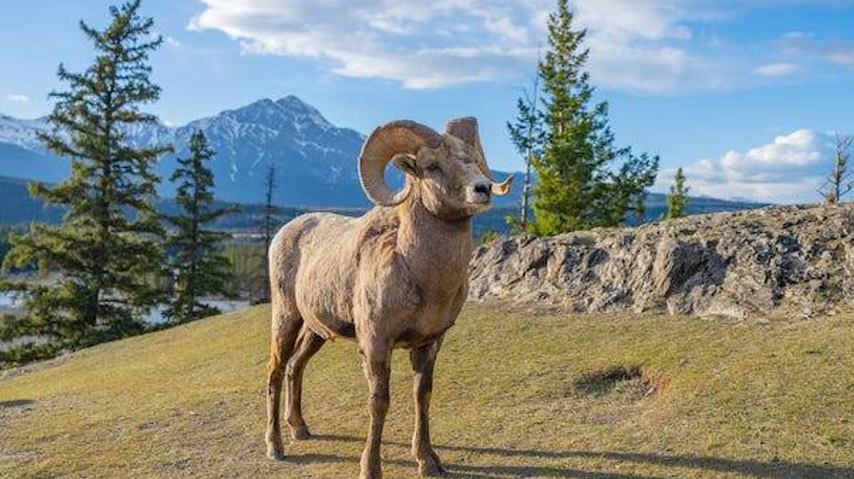Bighorn sheep standing on a mountainside