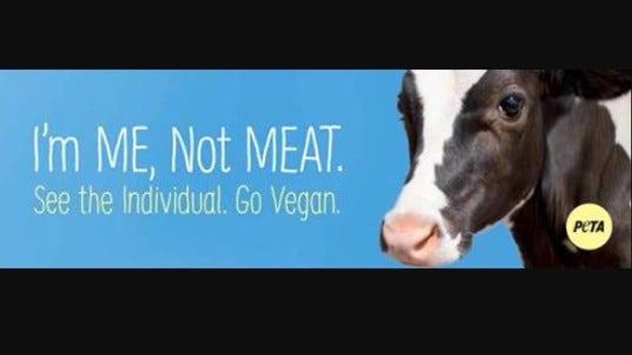 billboard to honor cows killed after freeway crash