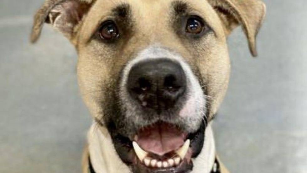 Billy @ Austin Humane Society 7/21/21
