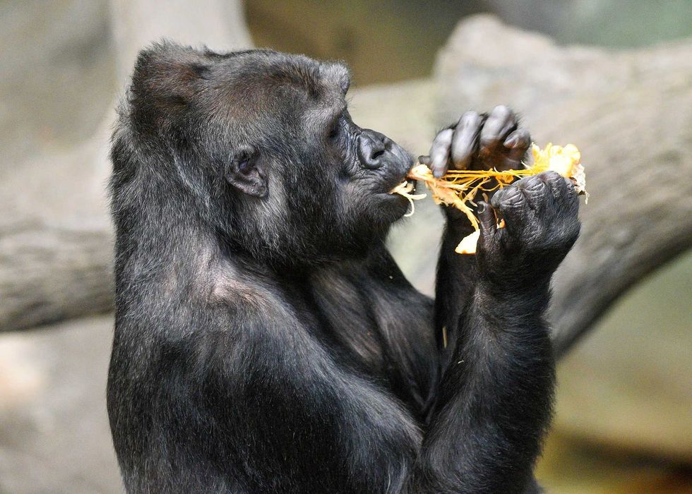 Binti Jua, a western lowland gorilla at Brookfield Zoo, enjoys a seasonal treat\u2014pumpkin filling and seeds.