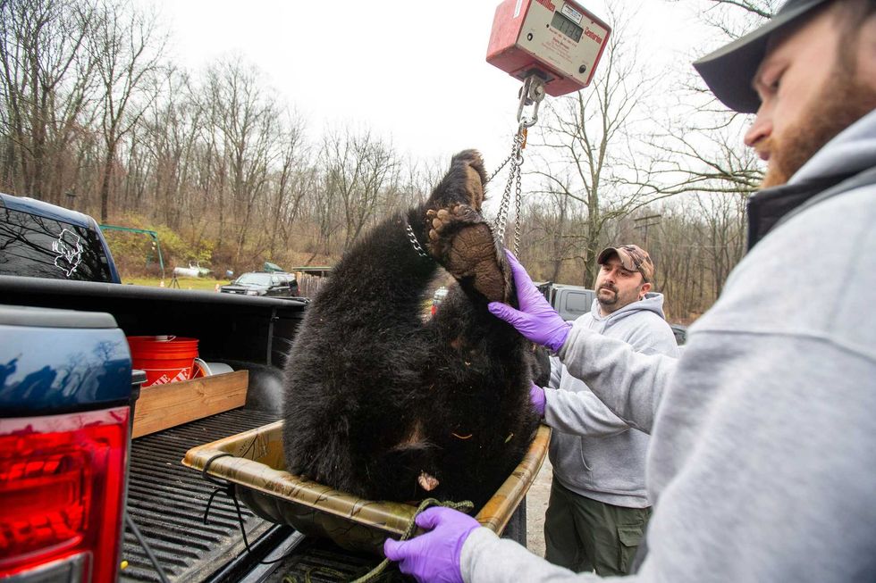 Biological information is gathered from a black bear from a hunter