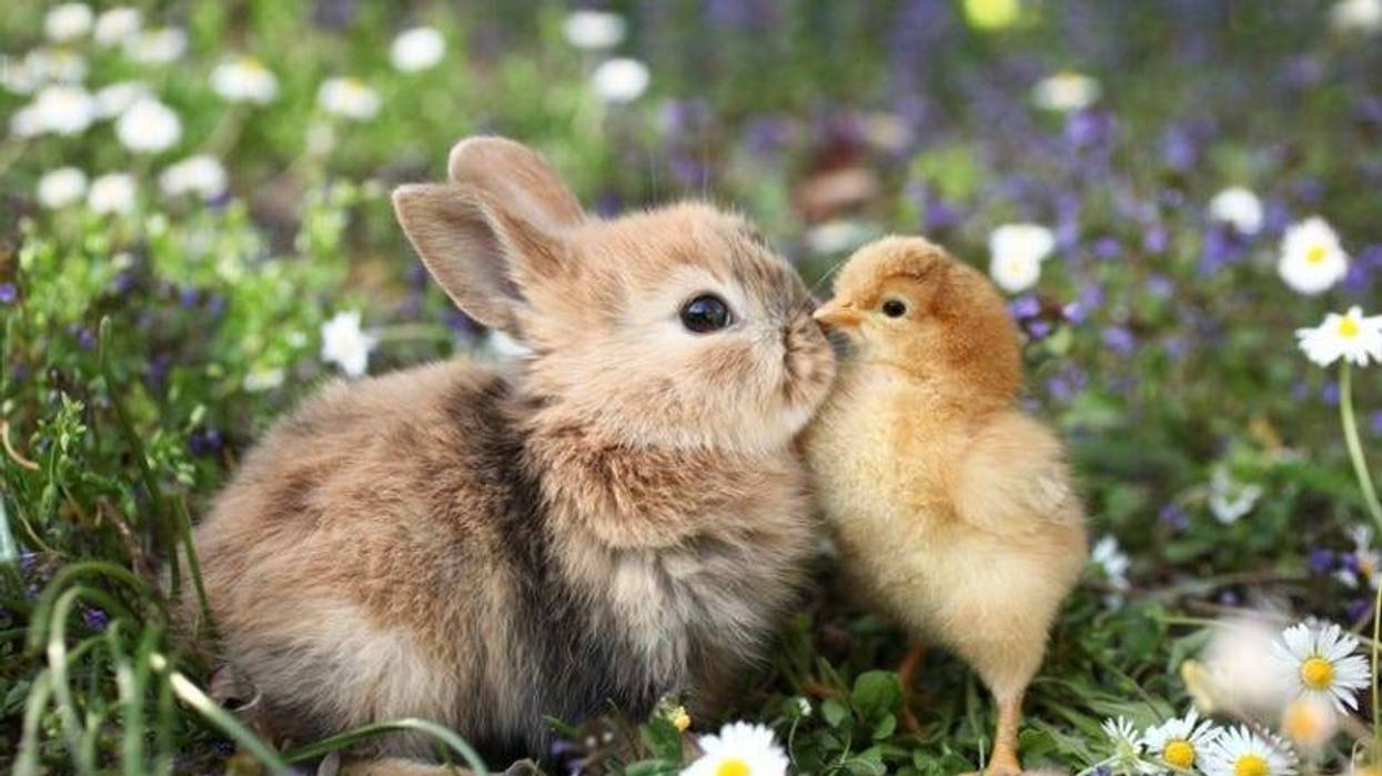 Bird_and_Bunny