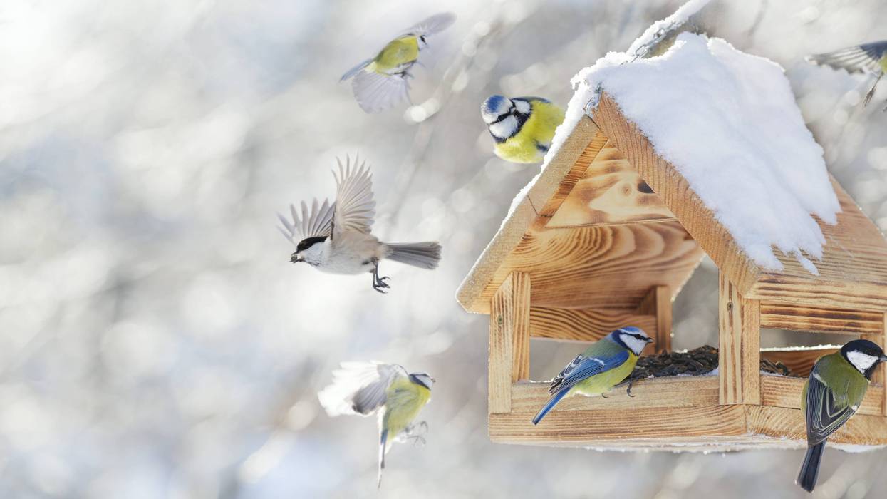 bird feeder in winter