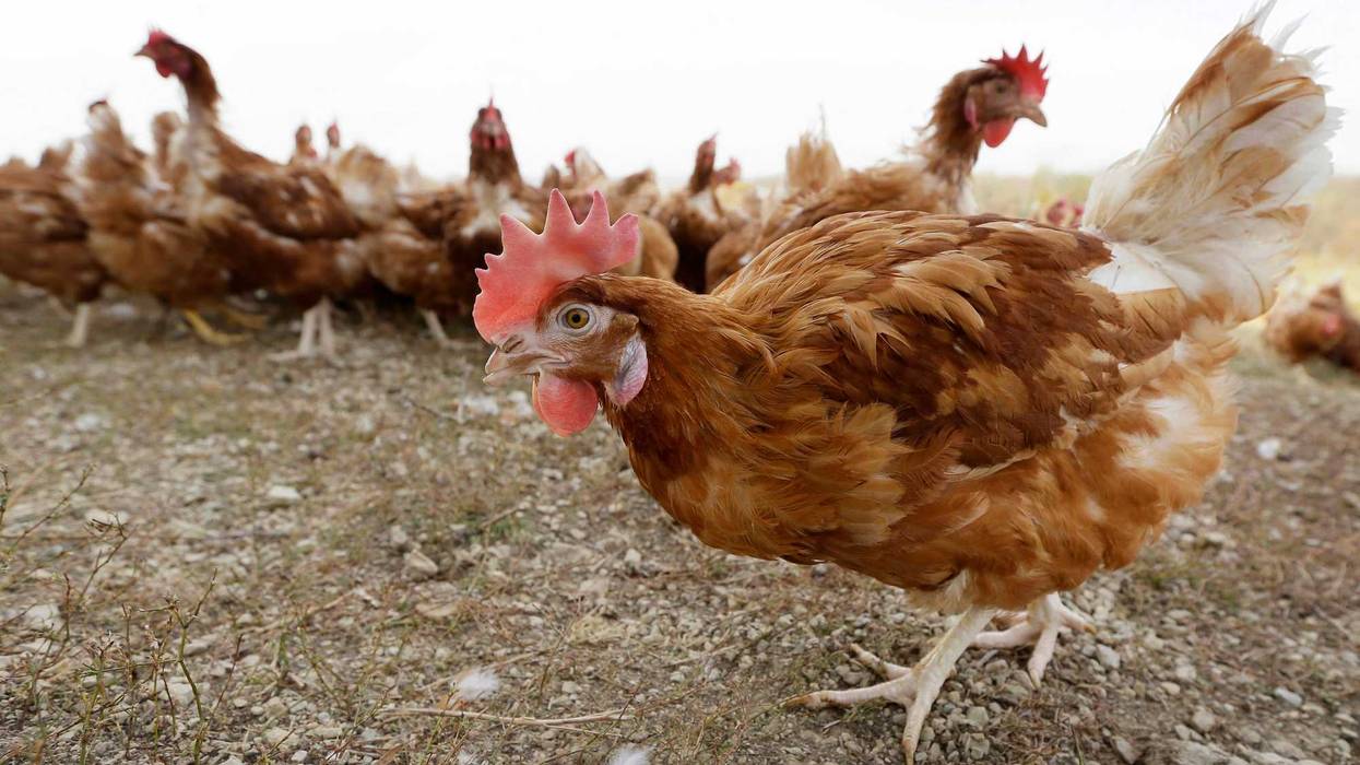 Bird Flu Nebraska