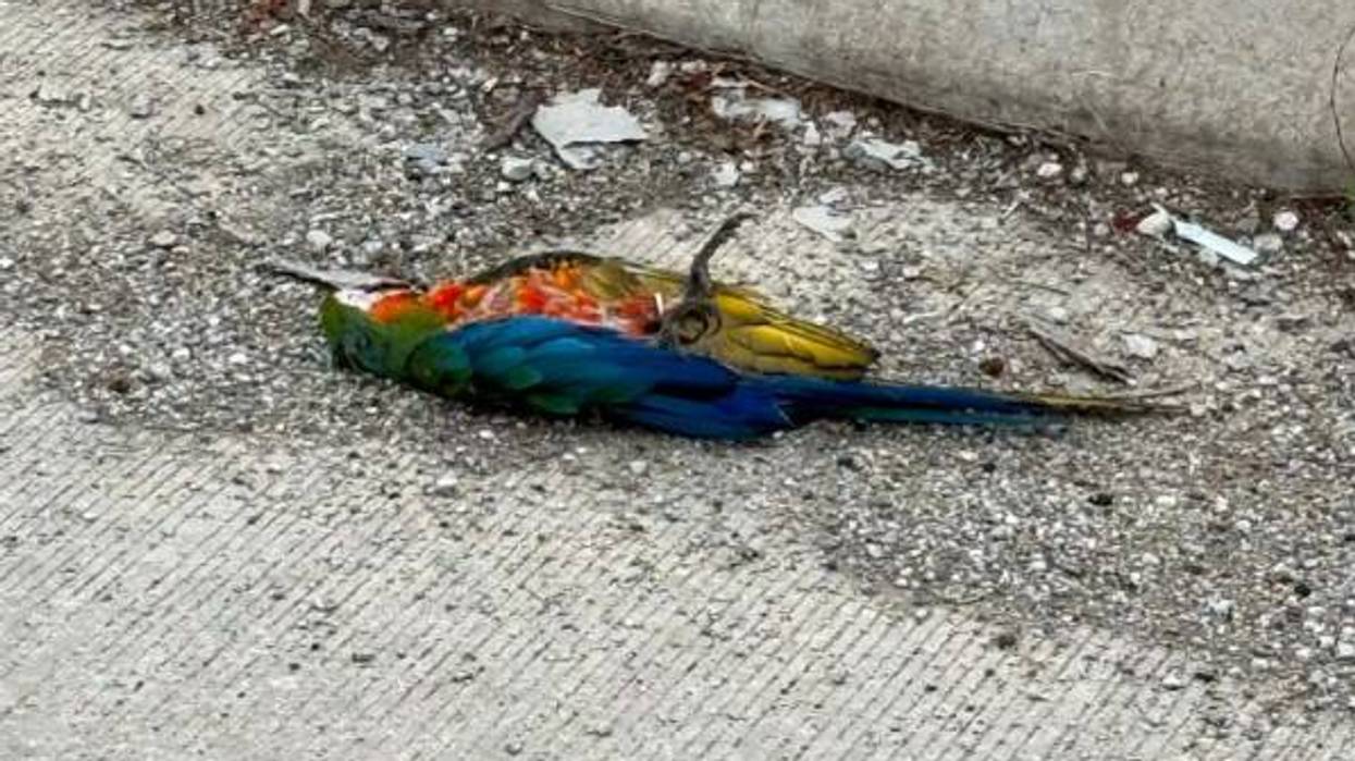 Deceased exotic bird found on Beaver County bridge