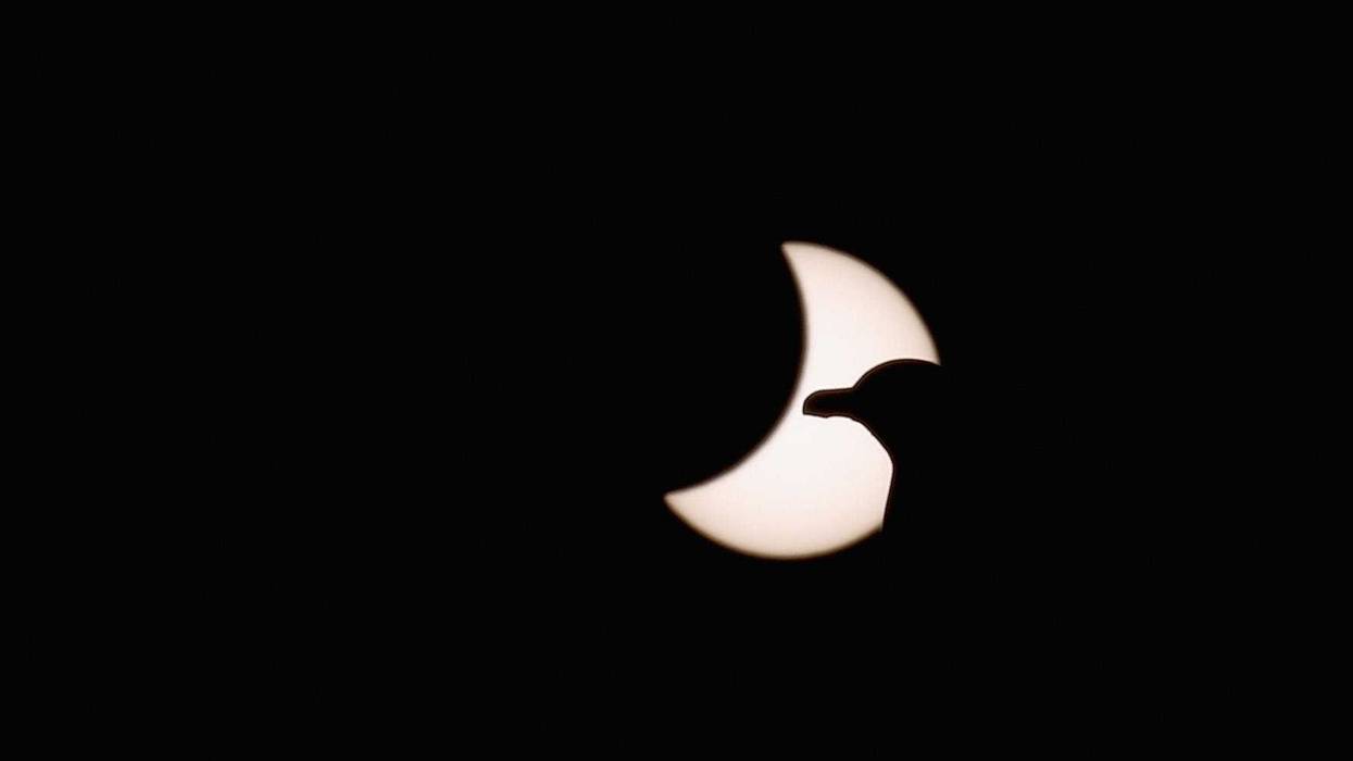 Bird in solar eclipse