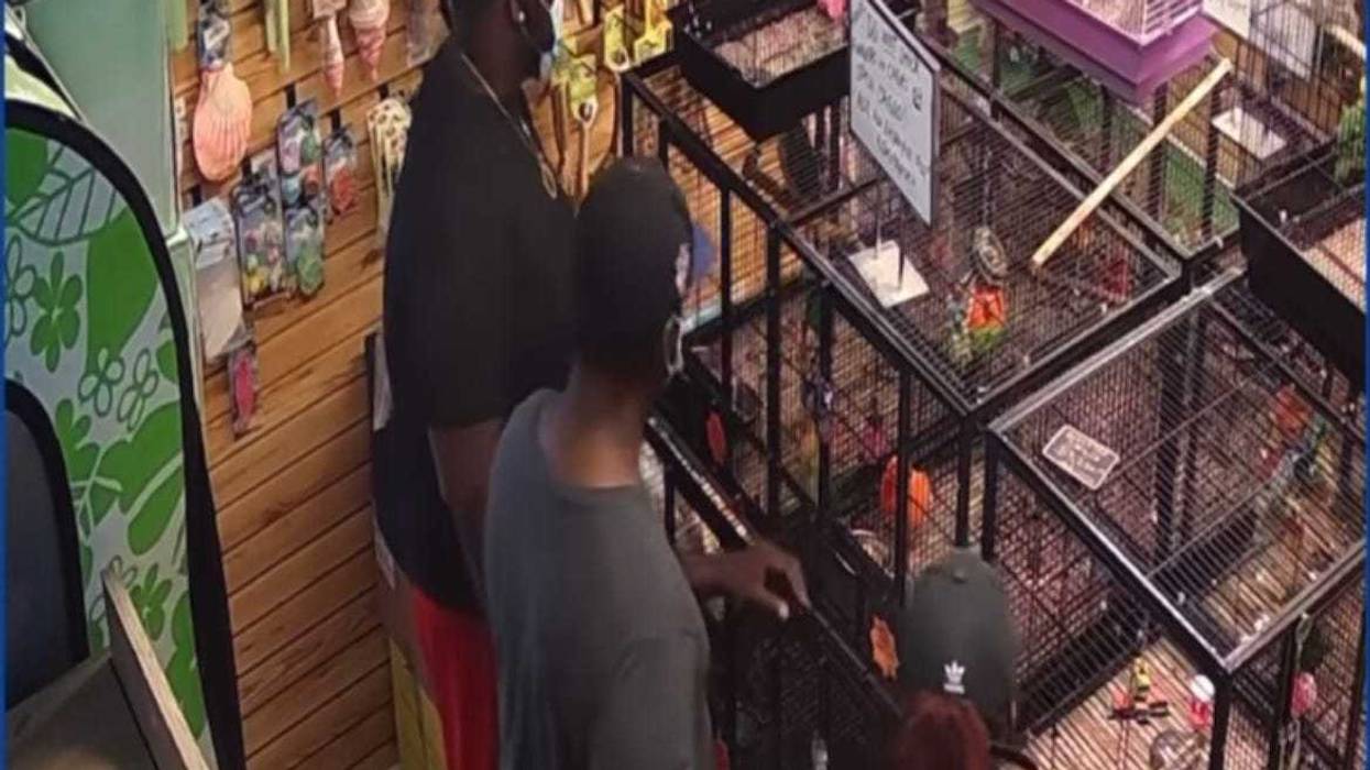 Bird thieves caught on surveillance video