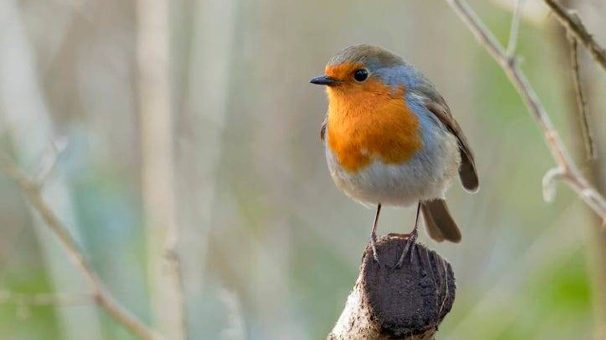 Bird