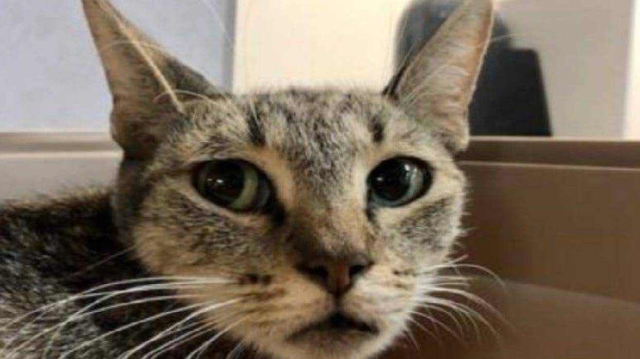 Birdie @ Austin Humane Society August 2020