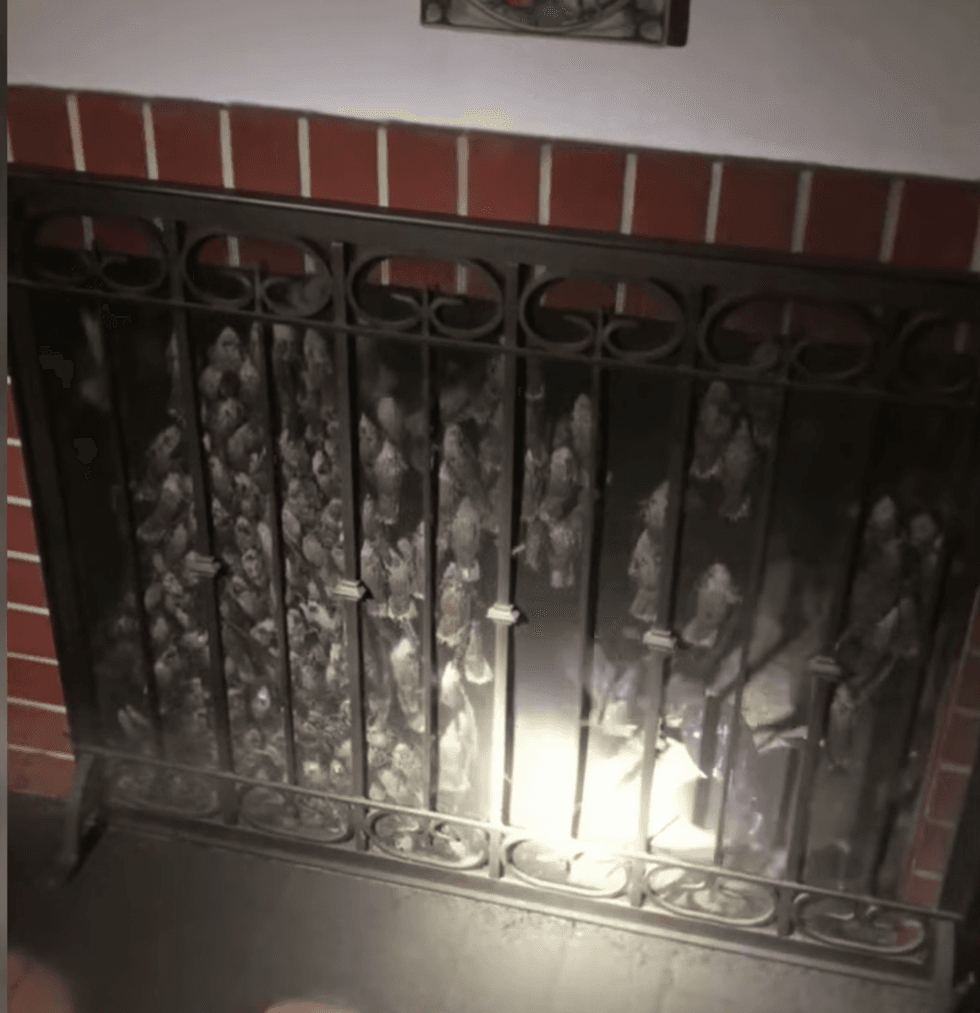 birds in fireplace