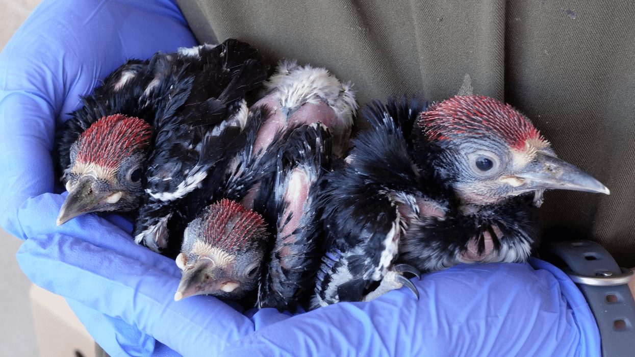 birds in need of help