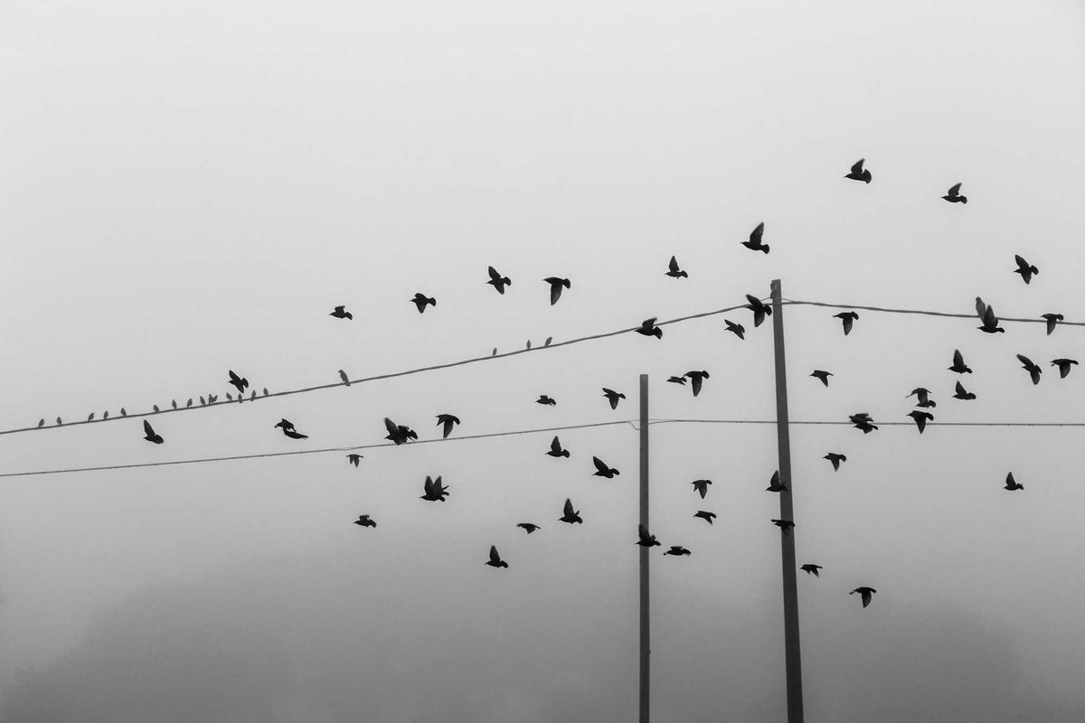 birds on a power line