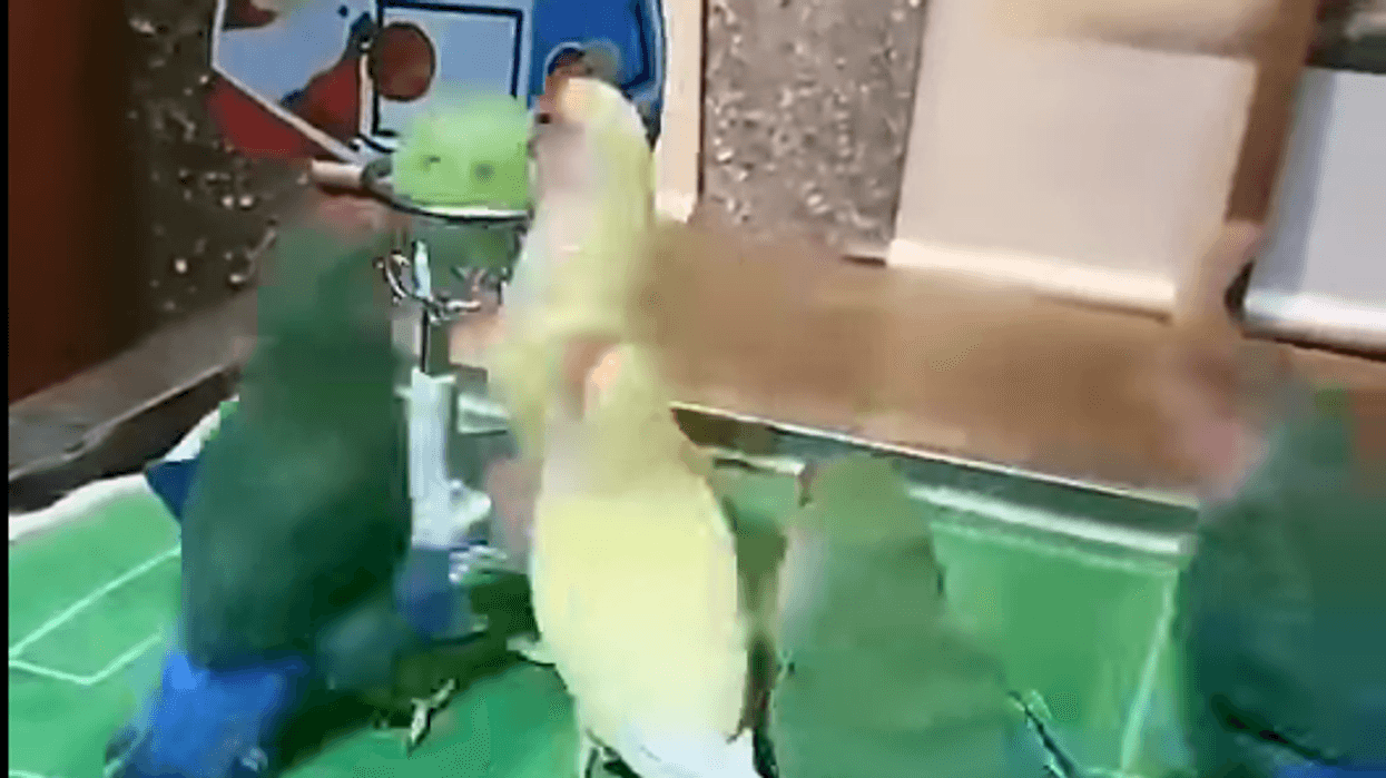 Birds Playing Basketball (Video)
