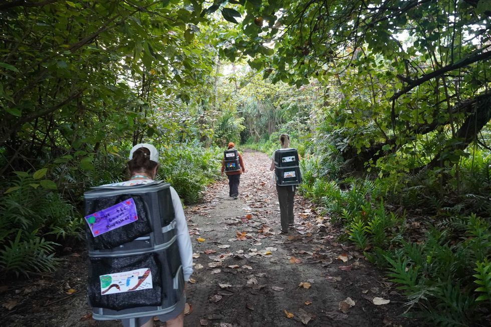 birds released in Palmyra