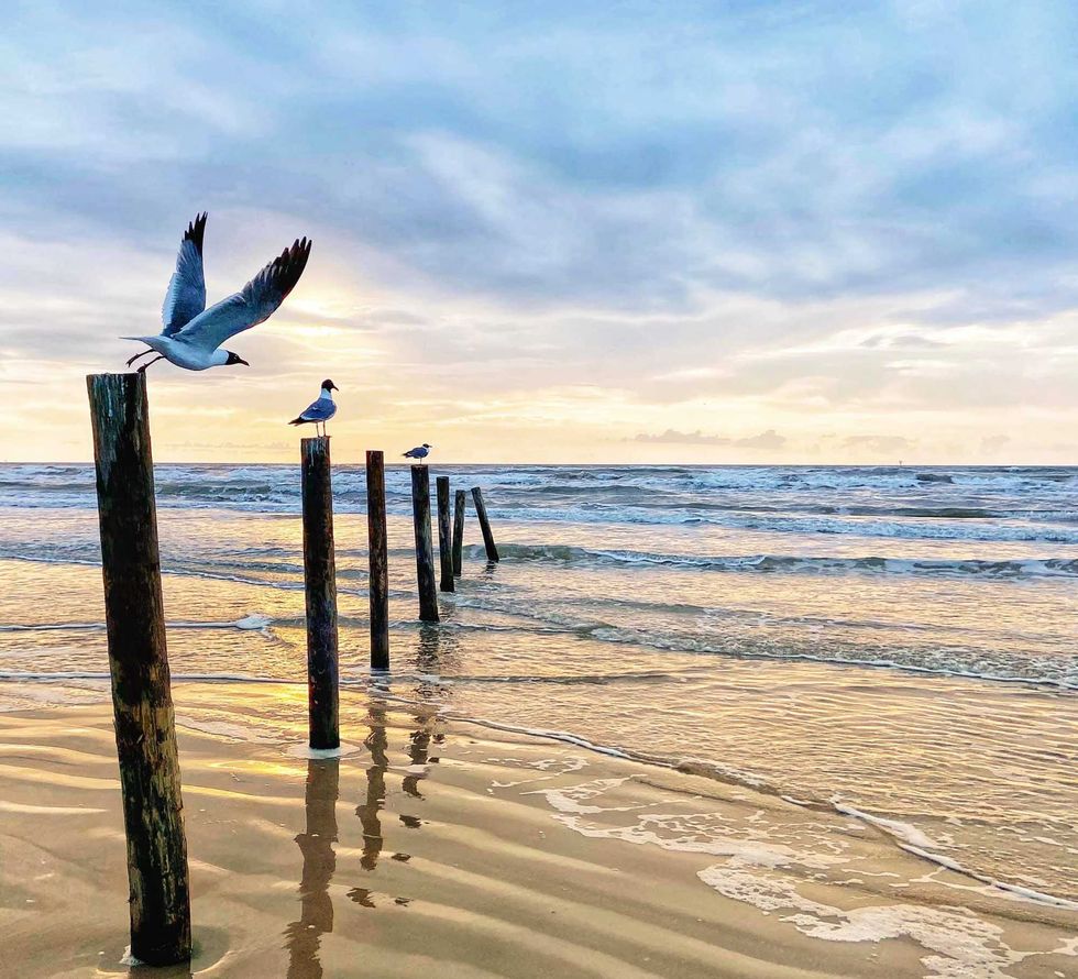 birds