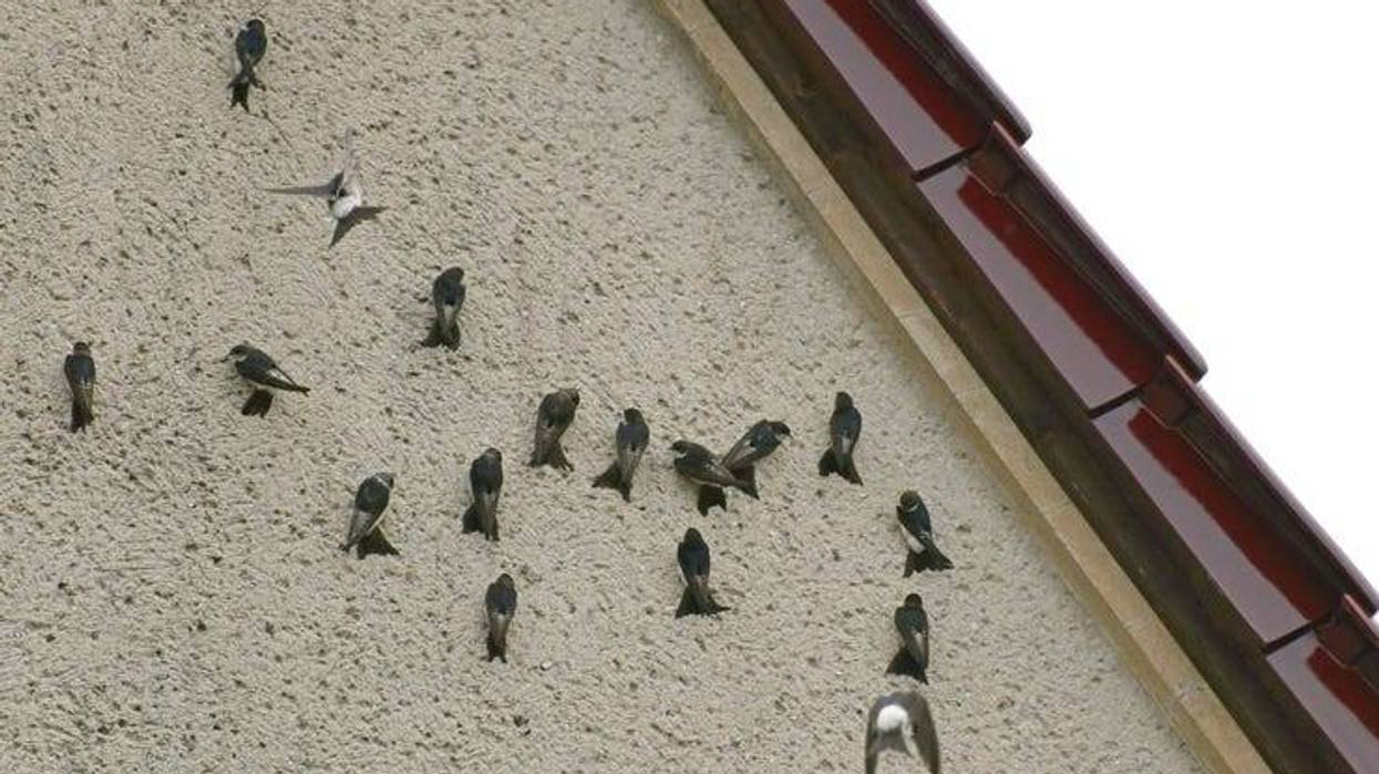 birds