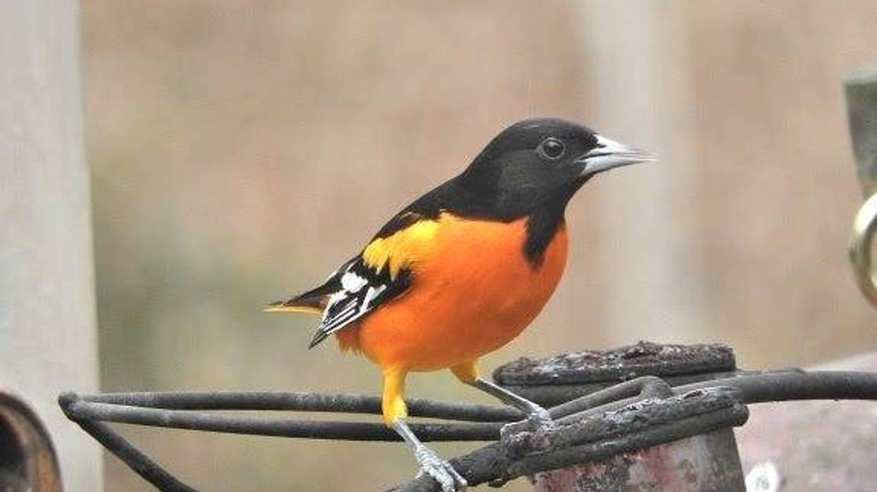 Birdwatchers urged to participate in SCDNR's Baltimore Oriole Winter Survey Feb. 18-21