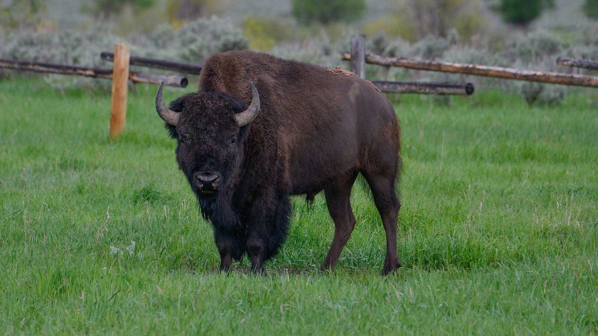 Bison in a field in Grand Teton National Park