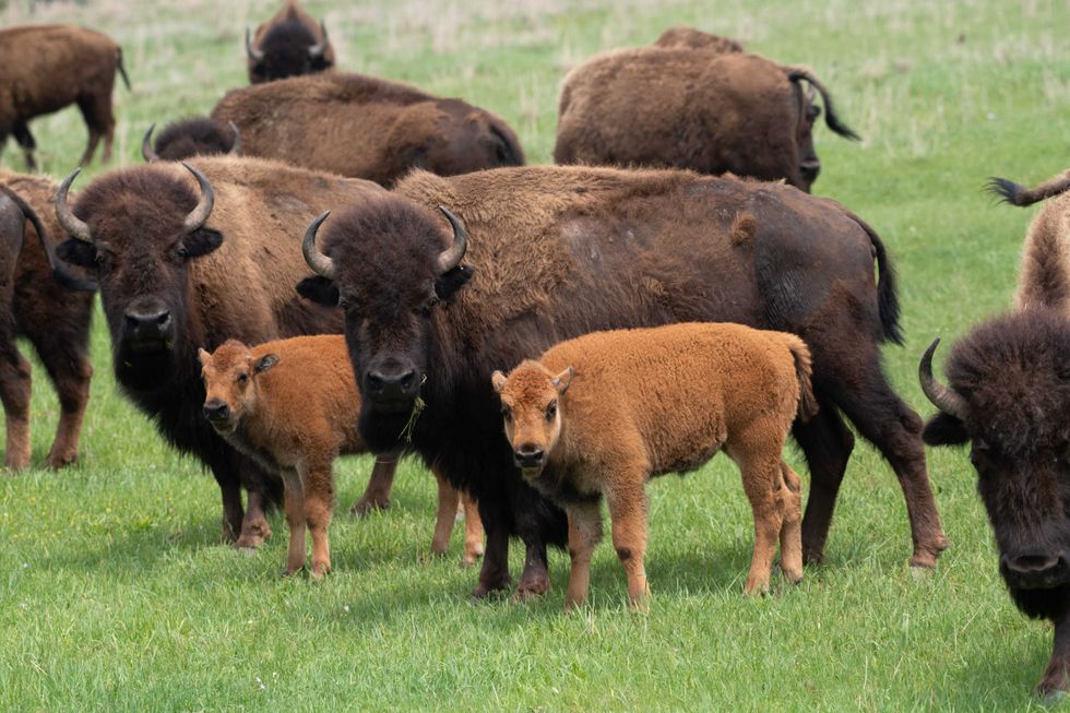 Bison on the Osage Nation ranch
