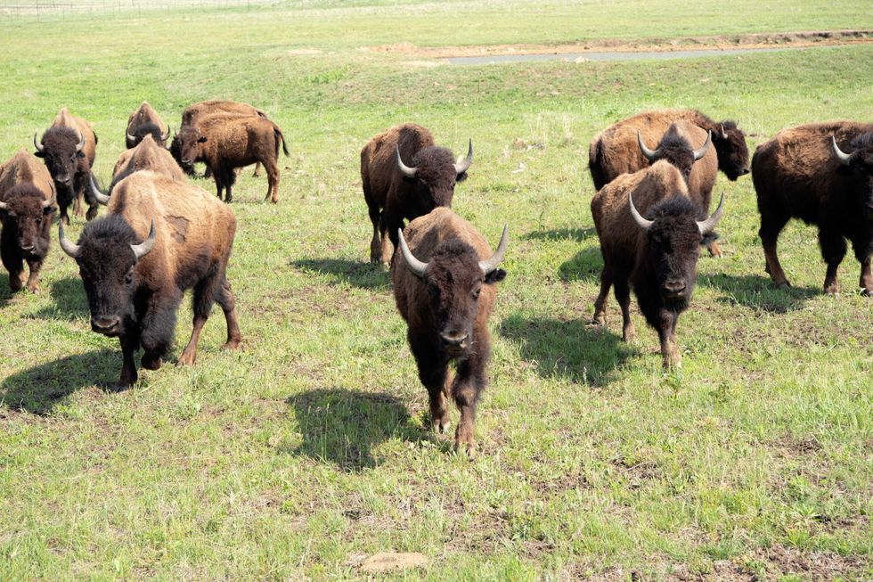 Bison on the Osage Nation ranch