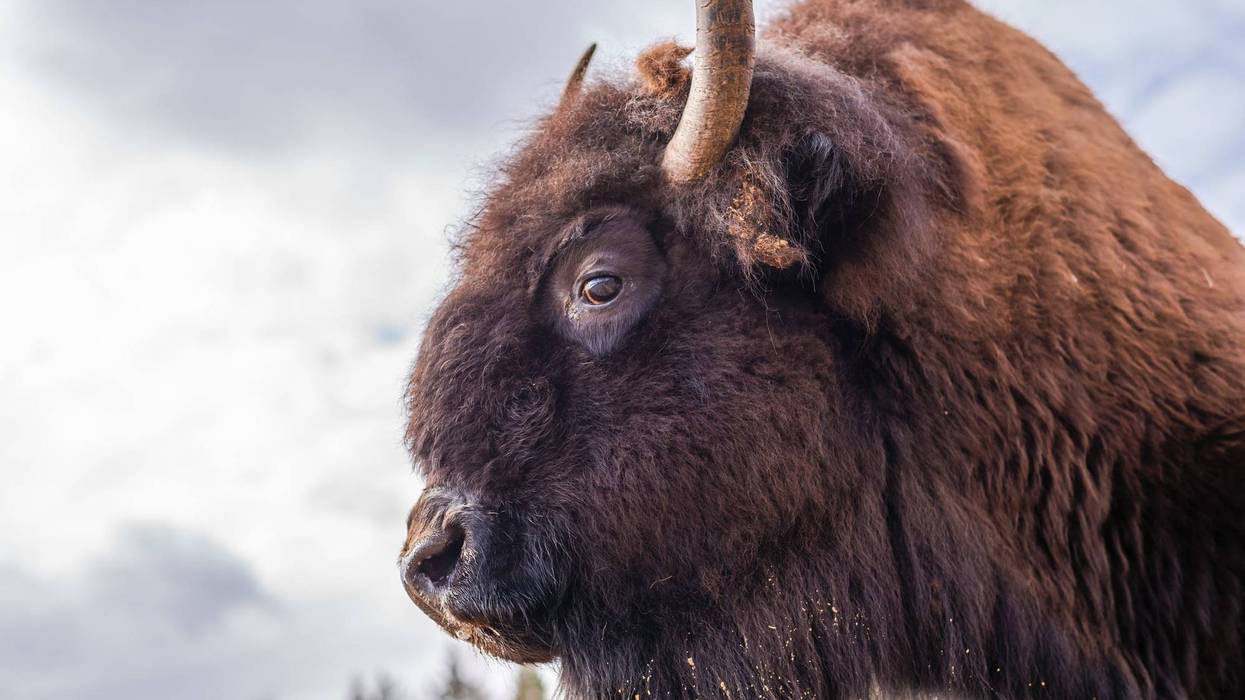 Bison