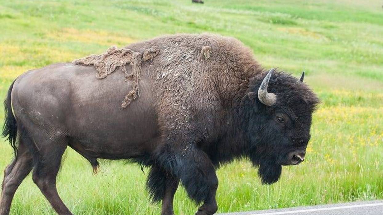 bison